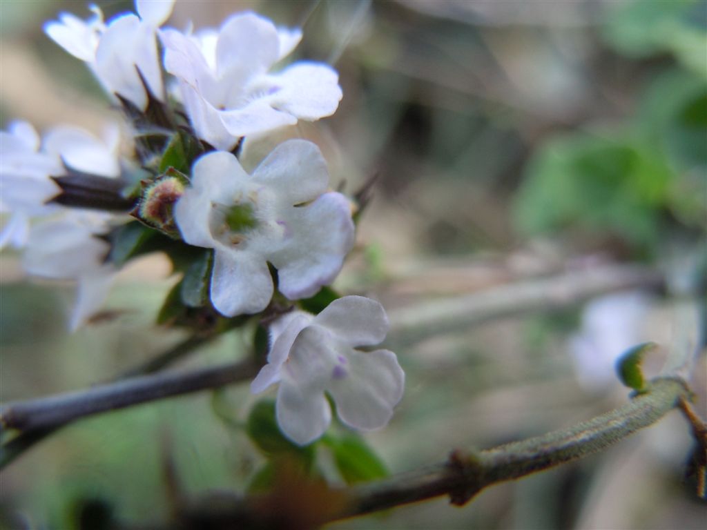 Calamintha nepeta